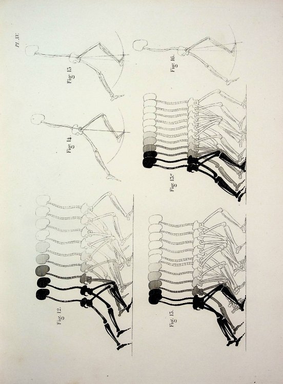 Encyclopedie anatomique; comprenant l'anatomie descriptive, l'anatomie generale, l'anatomie pathologique, l'histoire du developpement, et celle des races humaines (3 volumes of 9 published): Vol. II, Traite d'Osteologie et de Syndesmologie, Traite de la Mecanique des Organes de la Locomotion; Vol. V
