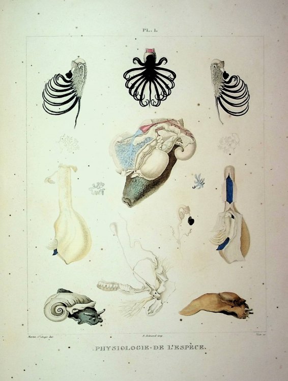 Physiologie de L'Espece, Histoire de la Generation de l'Homme, Precedee de l'Etude Comparative de Cette Fonction Dans les Divisions Principales du Regne Animal