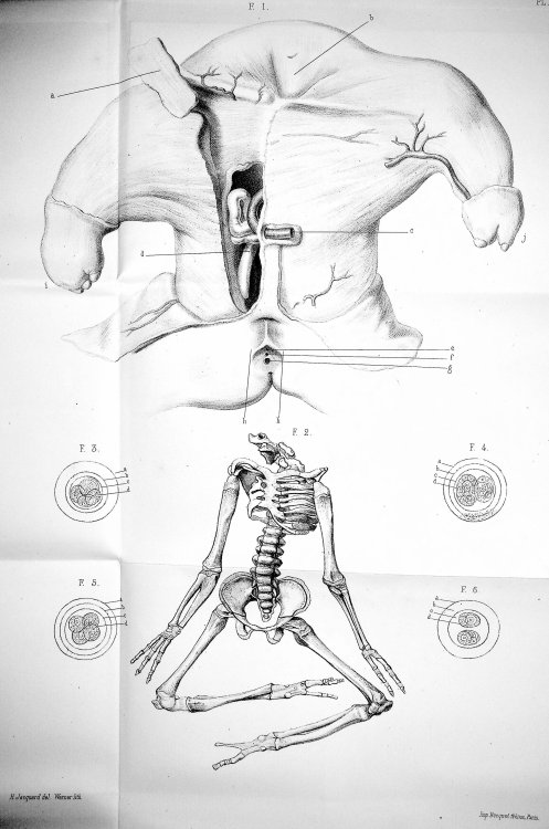 Anatomie Comparee: Principes d'Embryogenie, de Zoogenie et de Teratogenie [Comparative Anatomy: Principles of Embryogenesis, Zoogenesis, and Teratogenesis]
