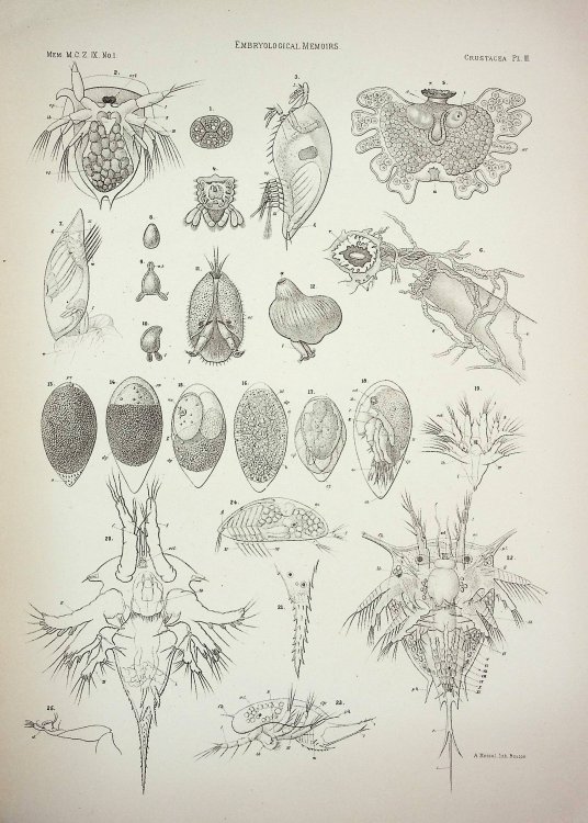 Selections from Embryological Monographs I. Crustacea; II. Echinodermata; III. Acalephs and Polyps TOGETHER WITH Bibliography to Accompany I. Crustacea and Bibliography to Accompany III. Acalephs