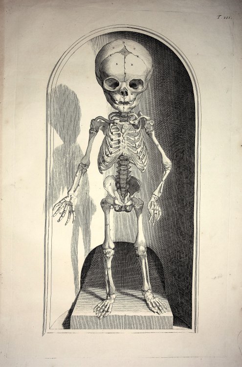 Fetal Skeleton - Plate 101 from Bidloo, Anatomia Humani Corpus