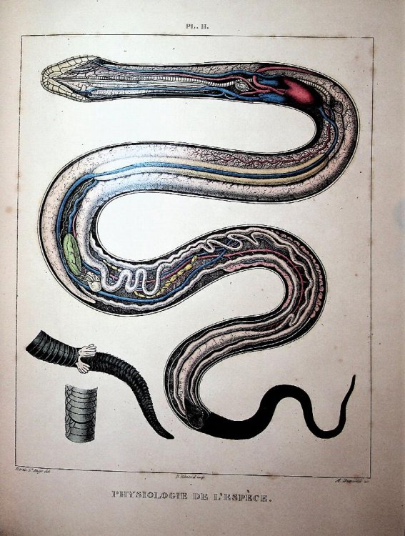 Physiologie de l'Espece. Histoire de la Generation de l'Homme, precedee de l'Etude Comparative de Cette Fonction dans les Division Principales du Regne Animal