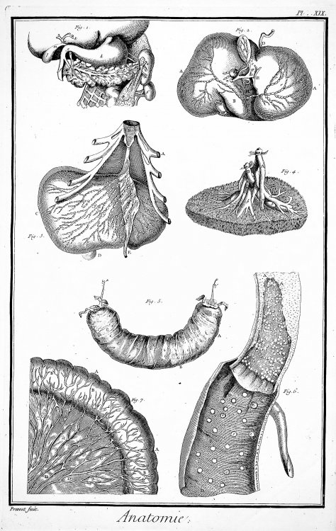 Encyclopedie, Anatomie Plate XVIII. Some parts of the lower abdomen, after Haller; TOGETHER WITH Plate XIX. Parts of the stomach, the liver & neighboring parts, after Kulm