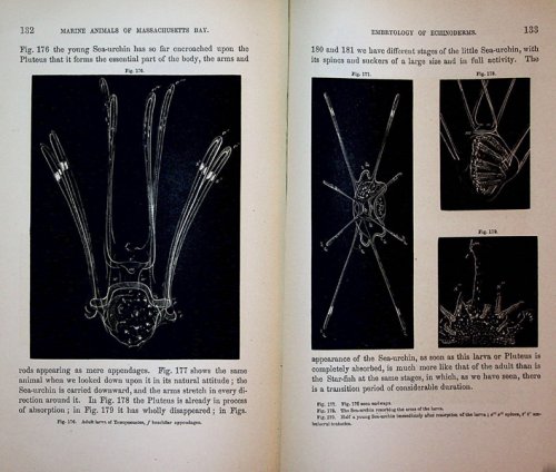 Seaside Studies in Natural History. Marine Animals of Massachusetts Bay: Radiates