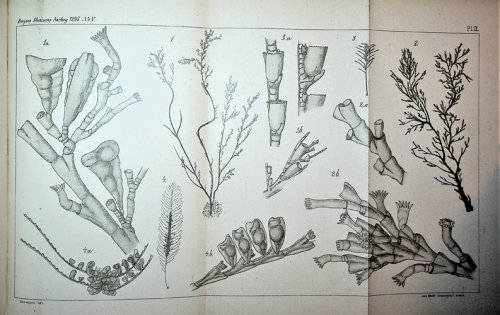 Coelenterata Offprints