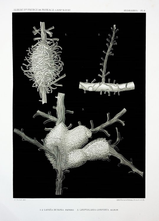 Hydraires provenant des campagnes de l'Hirondelle (1886-1888); Fascicule XVIII, Resultats des Campagnes Sceintifiques Accomplis sur son Yacht par Albert 1er Prince Souverain de Monaco