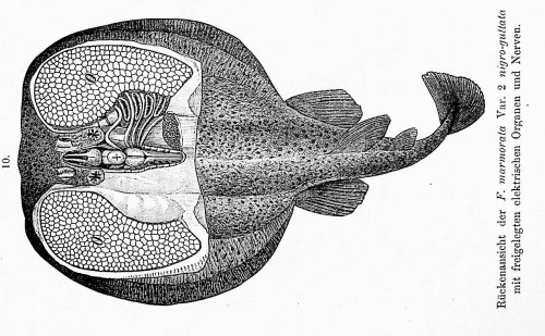 Die Electrischen Fische. Nach Neuen Untersuchungen Anatomisch-Zoologisch Dargestellt. Vol. I Malopterurus electricus; Vol. II Die Torpedineen