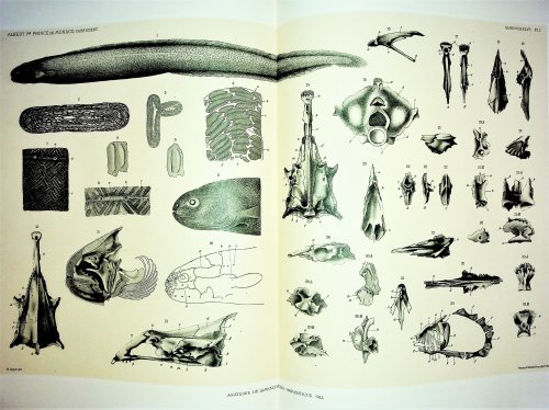 Contribution a l'Anatomie du Simenchelys parasiticus Gill
