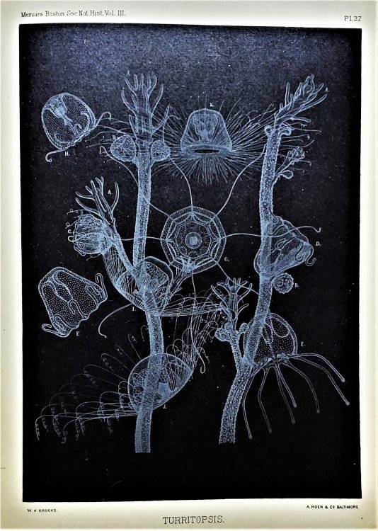 Selected Morphological Monographs. Memoirs from the Biological Laboratory of the Johns Hopkins University, reprinted from the Philosophical Transactions of the Royal Society of London, Memoirs of the Boston Society of Natural History, and the Report on the Scientific Results of the Voyage of H.M.S. 