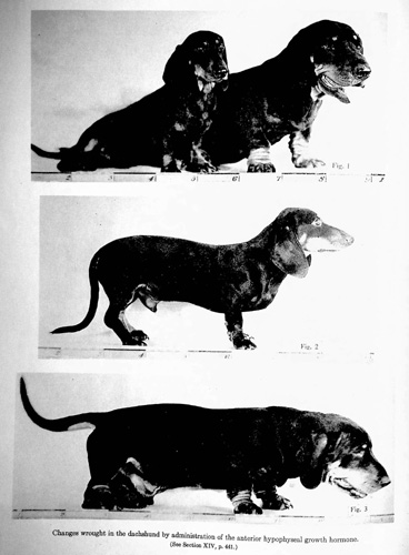 The Growth and Gonad-Stimulating Hormones of the Anterior Hypopysis