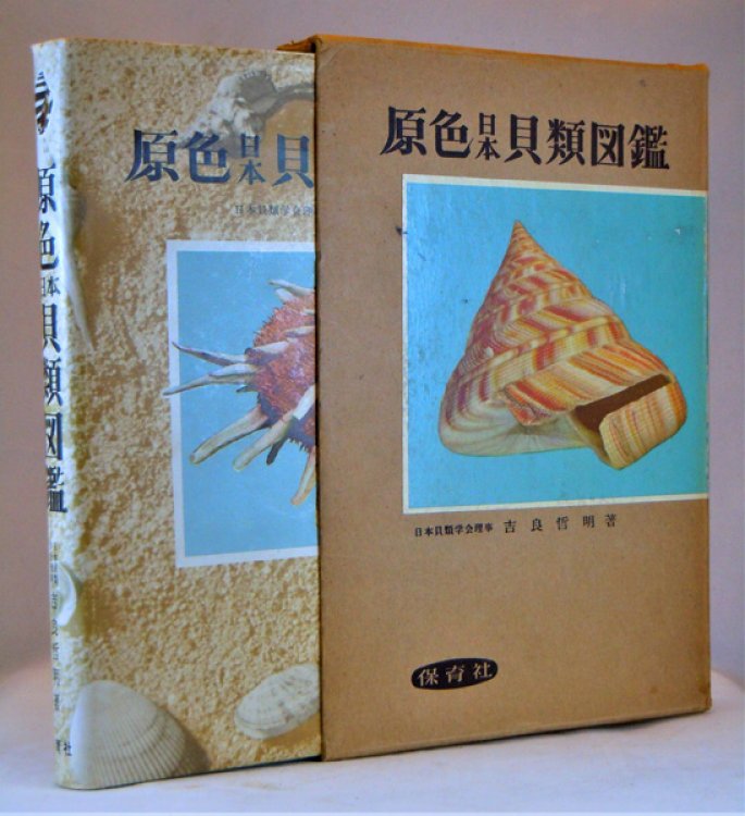 Coloured Illustrations of the Shells of Japan