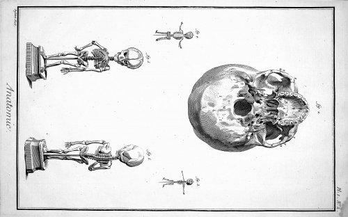 Encyclopedie, Anatomie Plate I No 2. The head of the skeleton seen from below with several fetuses