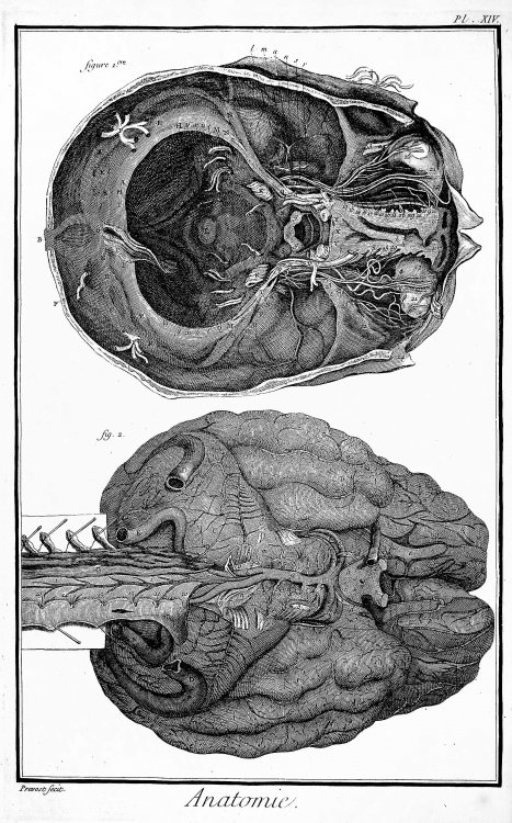 Encyclopedie, Anatomie Plate XIV. Interior of the brain and the cerebellum, after Haller and Ridley