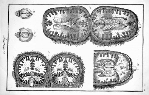 Encyclopedie, Anatomie Plate XV. The cavities of the brain and cerebellum, after Tarin