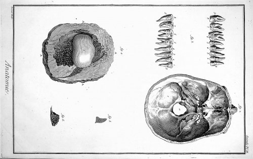 Encyclopedie, Anatomie Plate II No 2. The base of the skull & other details after Havers