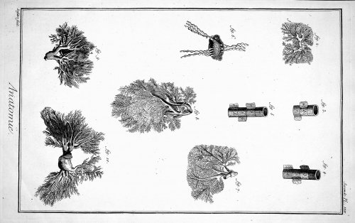 Encyclopedie, Plate IX no. 2. Trunk of the portal vein, spinal column, after Huber TOGETHER WITH Plate VIII No. 2. Details of arteries and veins