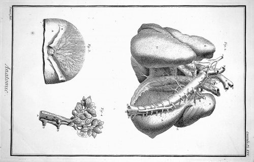 Encyclopedie, Anatomie Plate XVI. Arteries of the chest, after Haller, TOGETHER WITH Plate XVI No 2. Detail of the arteries of the chest, after Haller; mammary gland, after Nuck; & bronchi, after Bidloo