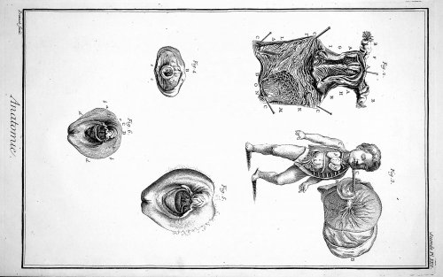 Encyclopedie, Anatomie Plate XXII. The matrix [female reproductive organs], after Haller, TOGETHER WITH Plate XXII No 2. Details of the matrix [and fetus], after Haller, Kulm & Huber