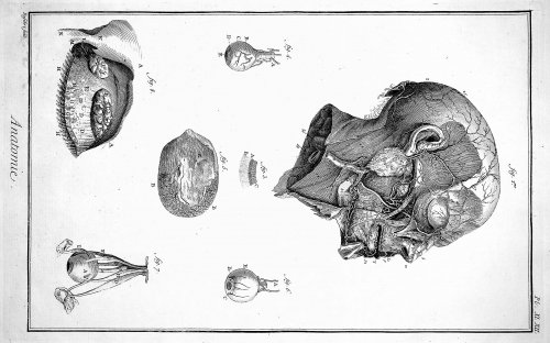 Encyclopedie, Anatomie Plate XI & XII. Arteries of the face, after Haller TOGETHER WITH Plate XI & XII continued