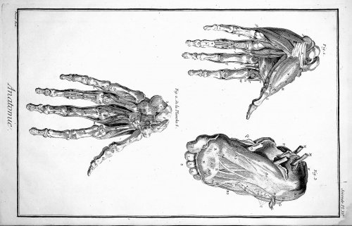 Encyclopedie, Anatomie Plate IV No 2. Hands and feet dissected; TOGETHER WITH Plate VI. The muscles of feet and hands, after Albinus & Courcelles