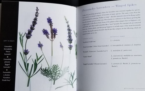The Lavender Garden. Beautiful Varieties to Grow and Gather.