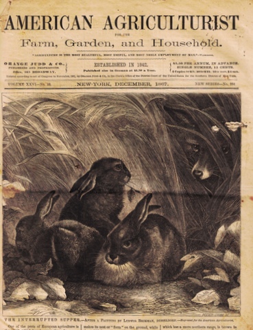 American Agriculturist, for the Farm, Garden, and Household; Volume XXVI, No. 12 - New Series No. 251, December, 1867