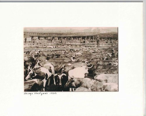 Chicago Stockyards Photograph [1930's]