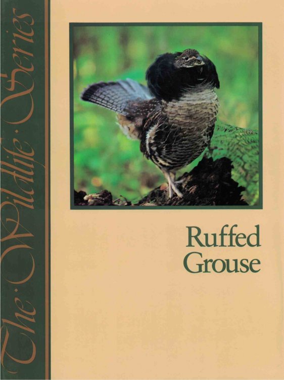 Ruffed Grouse