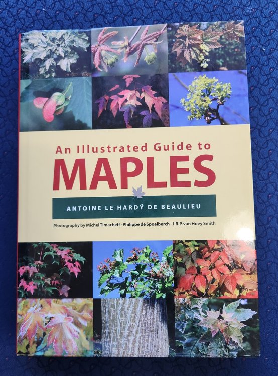 An Illustrated Guide to Maples (Illustrated Guides)