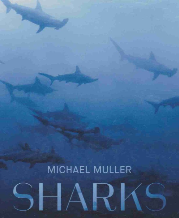 SHARKS Face-To-Face with the Ocean's Endangered Predator