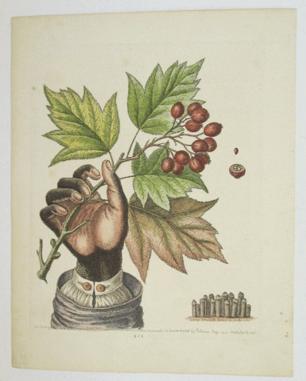 The Hand of a Boy with Distempered Skin by George Edwards 1760