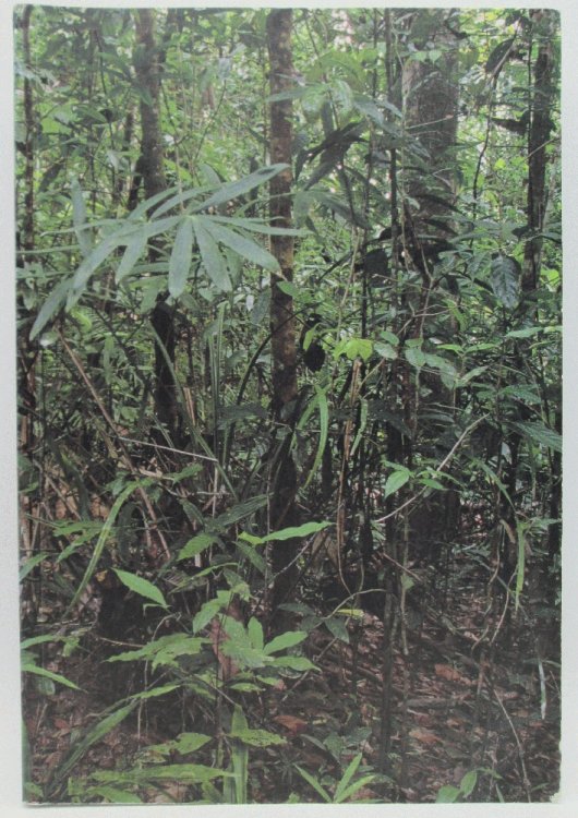 Henrik Hakansson: An Introduction to the Birds