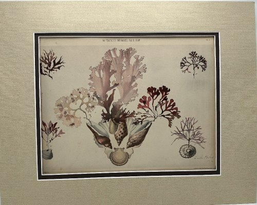 La Vegetation Sous Marine par Emile Belet Artiste Ceramiste de la Sevres 1900 Color Heliotype Plate 3
