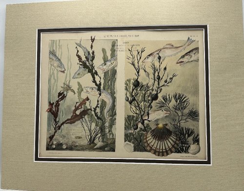 La Vegetation Sous Marine par Emile Belet Artiste Ceramiste de la Sevres 1900 Color Heliotype Plate 18 & 19 Print