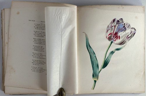 The Floral Offering, A Token of Friendship: Frances S. Osgood, James Ackerman
