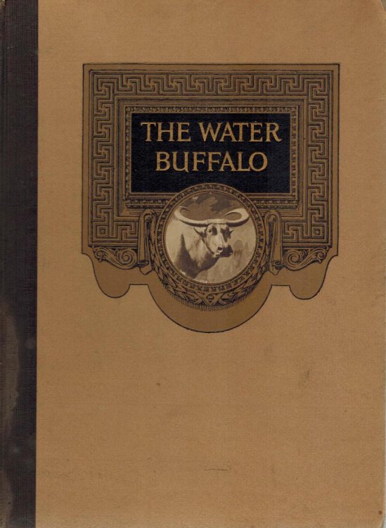 The Water Buffalo - Often Called Mud Buffalo - Its Characteristics and Habits Together with a Description of the Preparation of Its Hide for Making Rawhide Loom Pickers