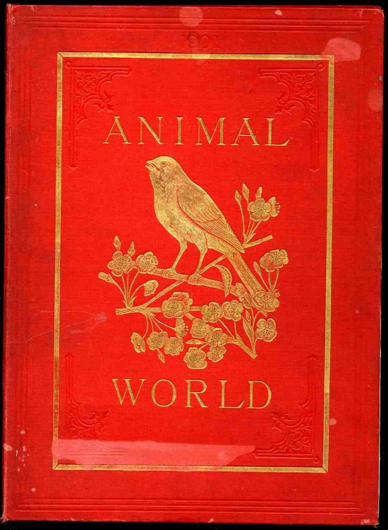 THE ANIMAL WORLD MAGAZINE VOL XXXII 1901