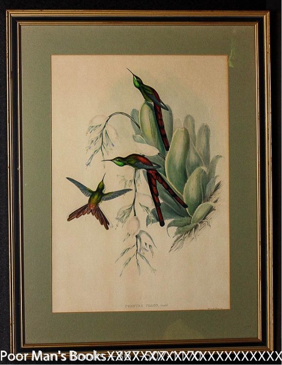 HAND-COLORED LITHOGRAPH. GOULD, JOHN. COMETES PHAON 1865