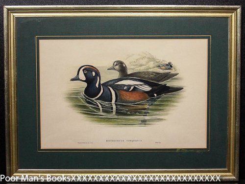 Hand Colored Lithograph. Gould, J; Richter, H.c. Histrionicus Torquatus. [ducks]. 186537392