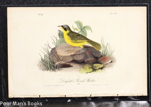 DELAFIELD'S GROUND WARBLER [AUDUBON 1840 OCTAVO]