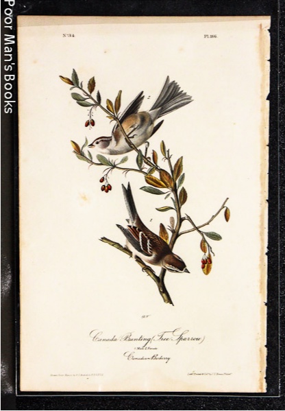 CANADA BUNTING TREE SPARROW [AUDUBON 1840 OCTAVO]