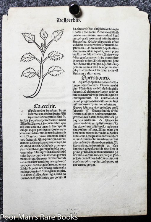 HORTUS SANITATUS INCUNABLE LEAF 1491 TWO WOODCUTS OF HERBS