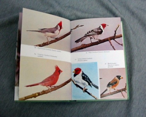 THE HANDBOOK OF FOREIGN BIRDS Their Care in Cage and Aviary