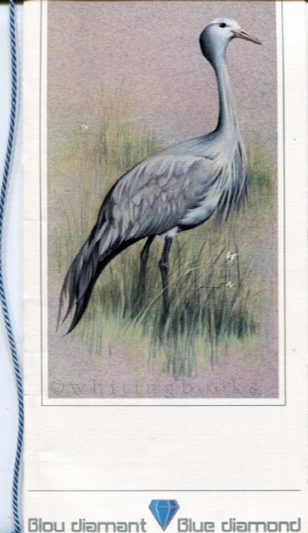 South African Airways (SAA) / Suid Afrikaanse Lugdiens (SAL) Blue Diamond Menu with Cover Bird Illustration Circa 1980