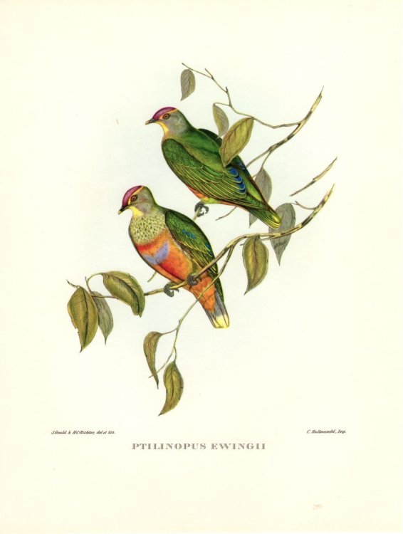 John Gould Tropical Bird Print: Ptilinopis Ewingii [Ewing's Fruit Pigeon] 1964