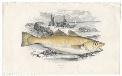 Whiting Fish Color Plate from 