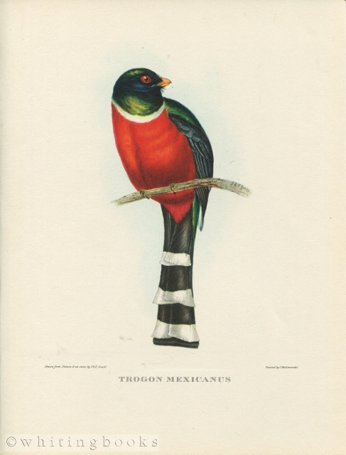 John Gould Tropical Bird Print: Trogon Mexicanus [Mexican Trogon] 1964