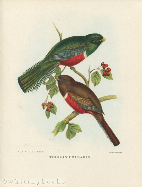 John Gould Tropical Bird Print: Trogon Collaris [Collared Trogon] 1964
