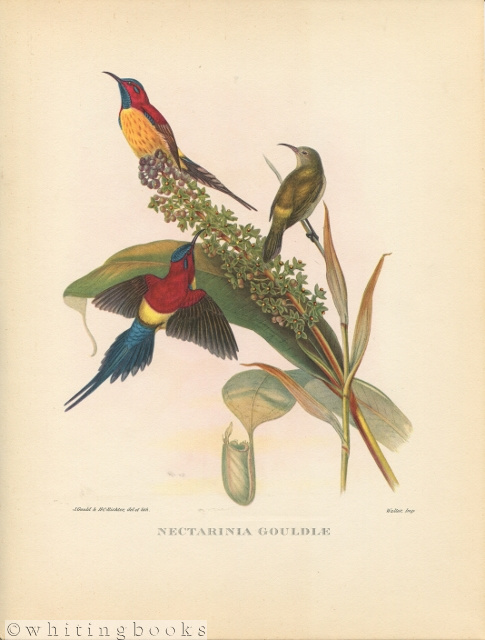 John Gould Tropical Bird Print: Nectarinia Gouldiae [Mrs. Gould's Sun-bird] 1964