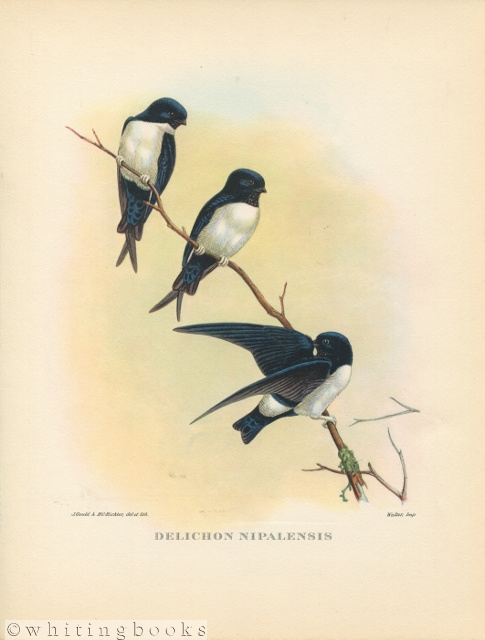 John Gould Tropical Bird Print: Delichon Nipalensis [Nepal Martin] 1964